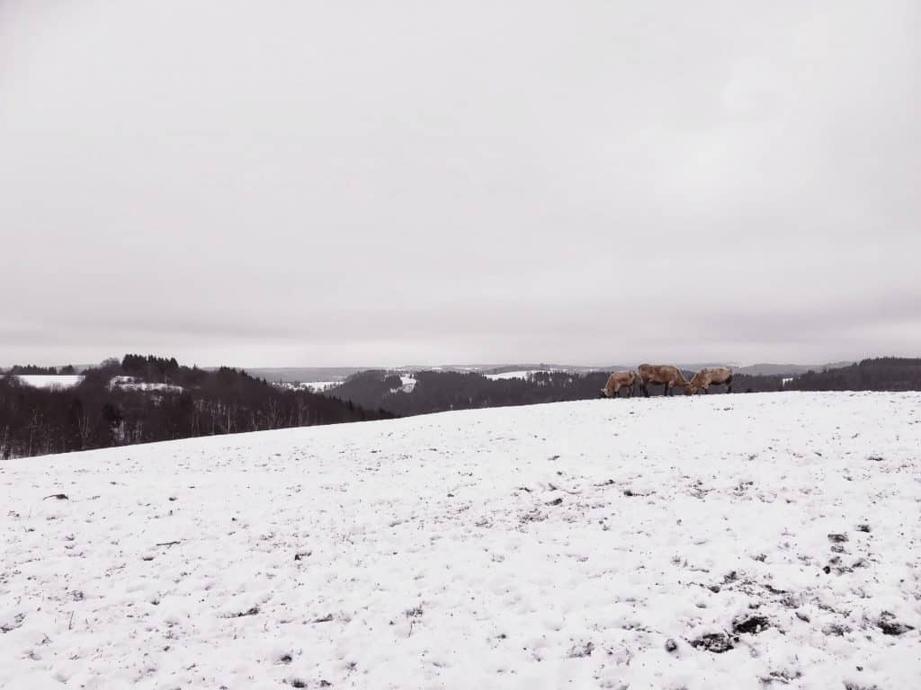 Cesta na Krásenskou rozhlednu / rozhlednu Krásenský vrch