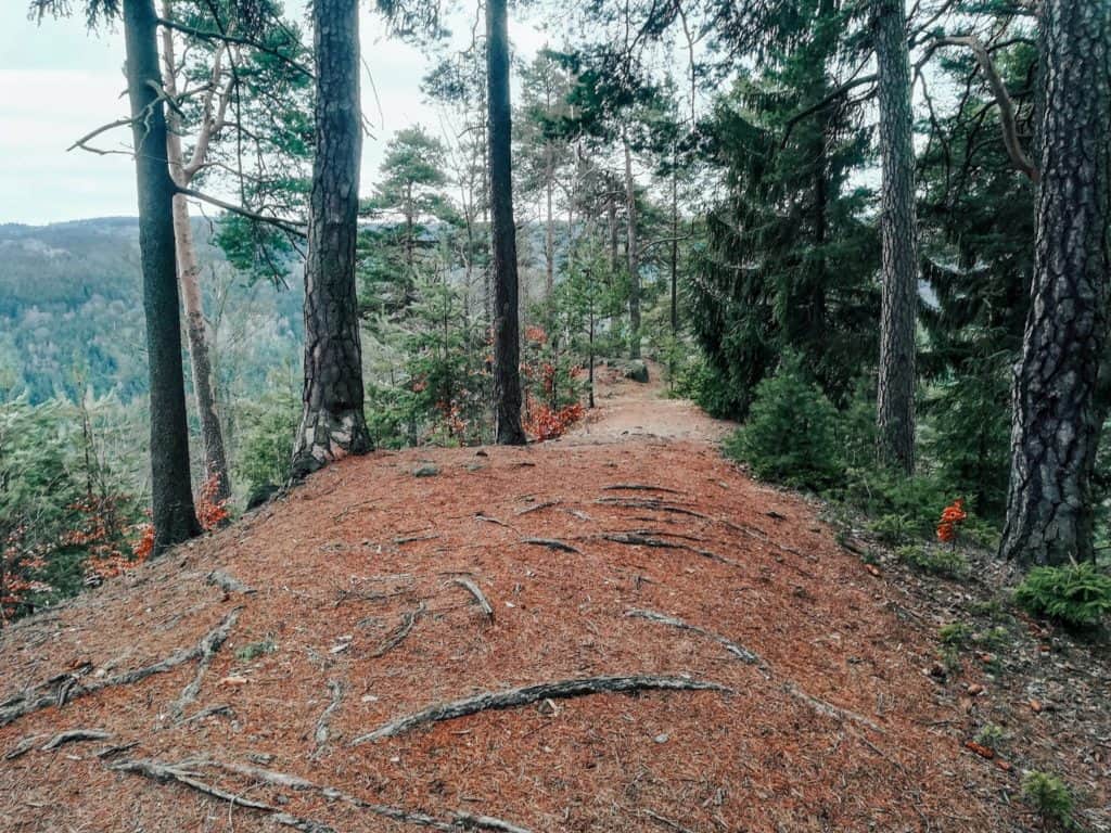 Lesní vyhlídka u Svatošských skal ve Slavkovském lese 