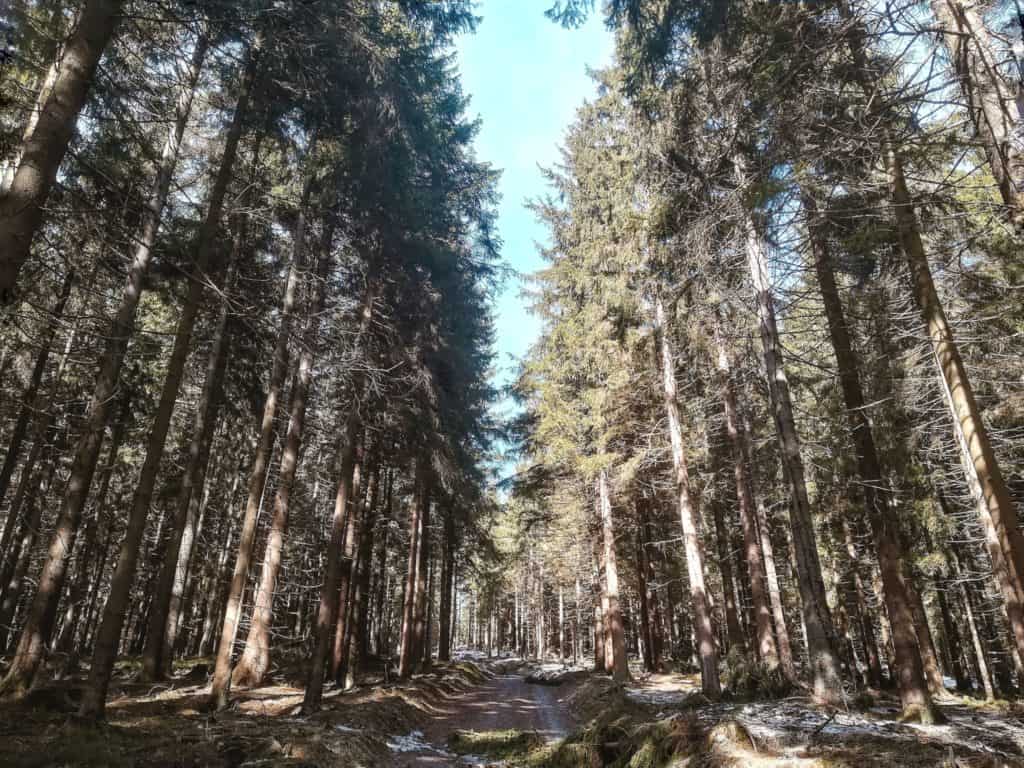 Slavkovský les / trasa na vrchol Lesný