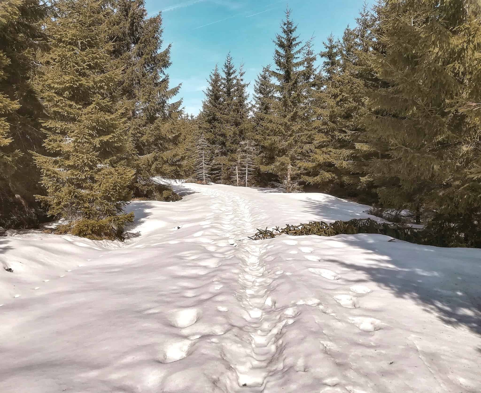 Slavkovský les / trasa na vrchol Lesný