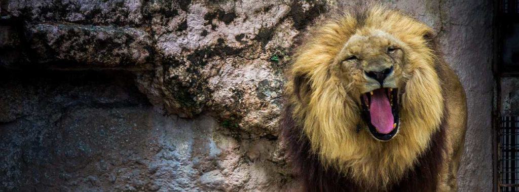 Památky v Barceloně / co navštívit / ZOO Barcelona