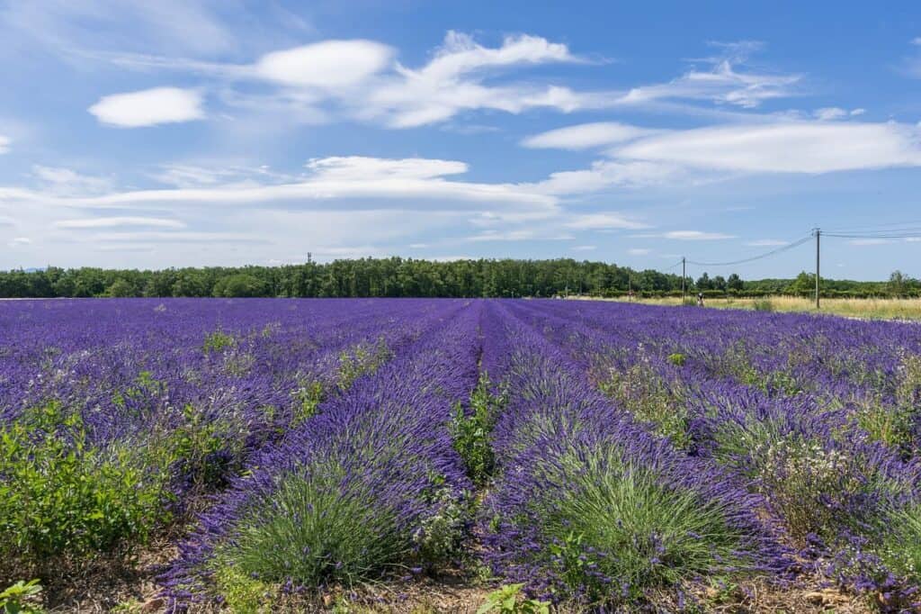 Provence Francie / co navštívit  Provence / kam v Provence / levandulová pole v Provence
