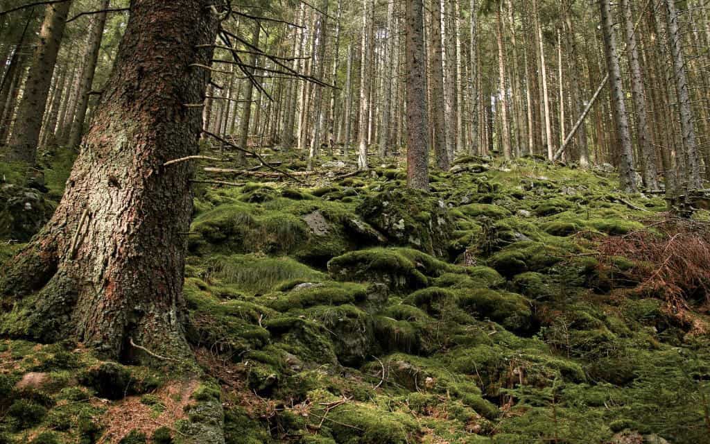 Boubínský prales / co navštívit v jižních Čechách