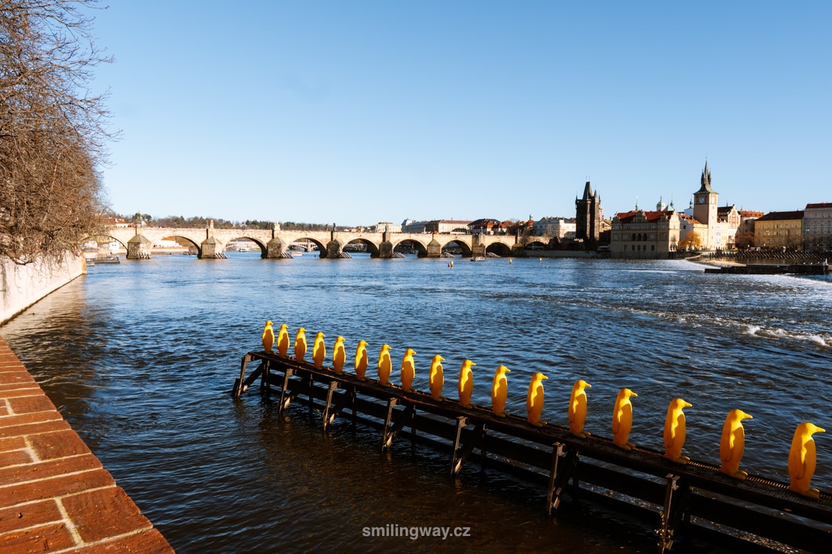 Vltava Praha žlutí tučňáci na Vltavě s výhledem na Karlův most