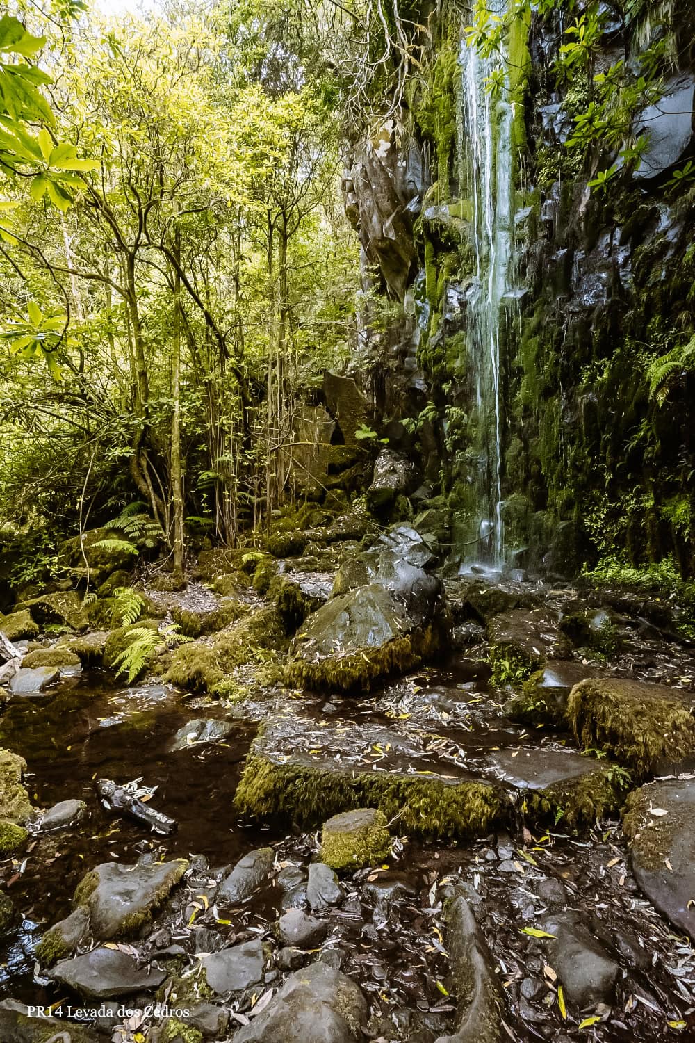 levada dos cedros madeira