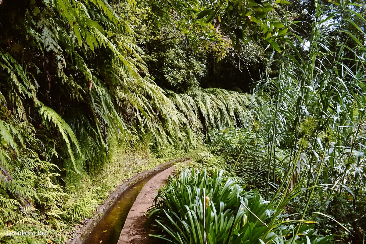 levada do rei madeira