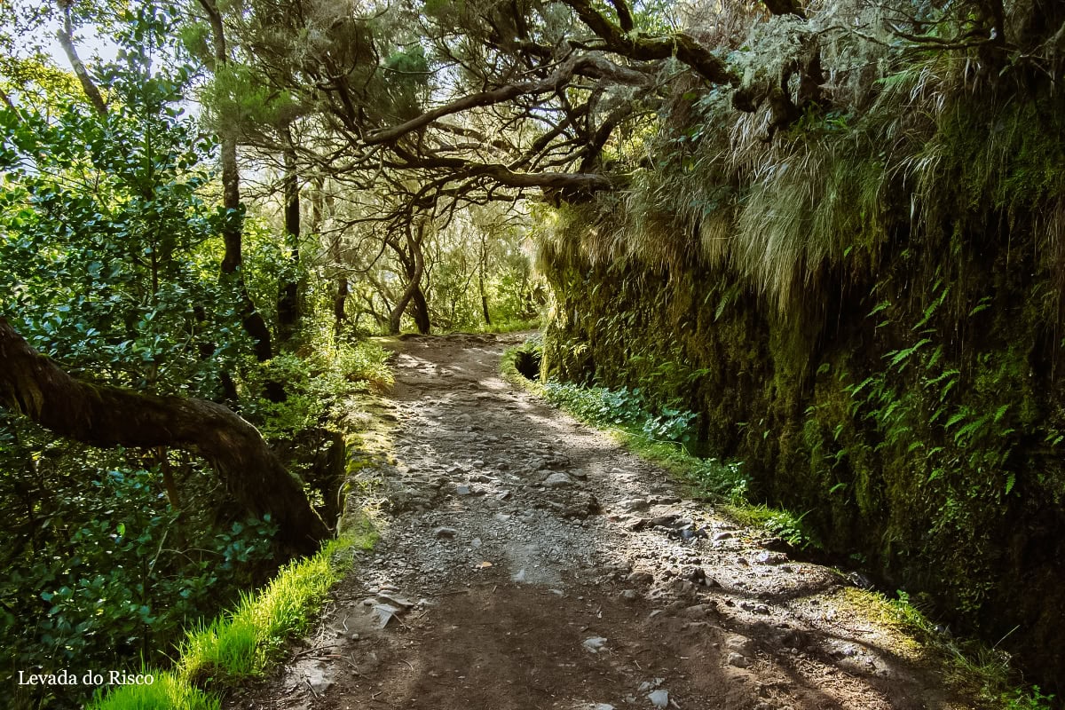 PR6 - Levada das 25 Fontes a Levada do Risco