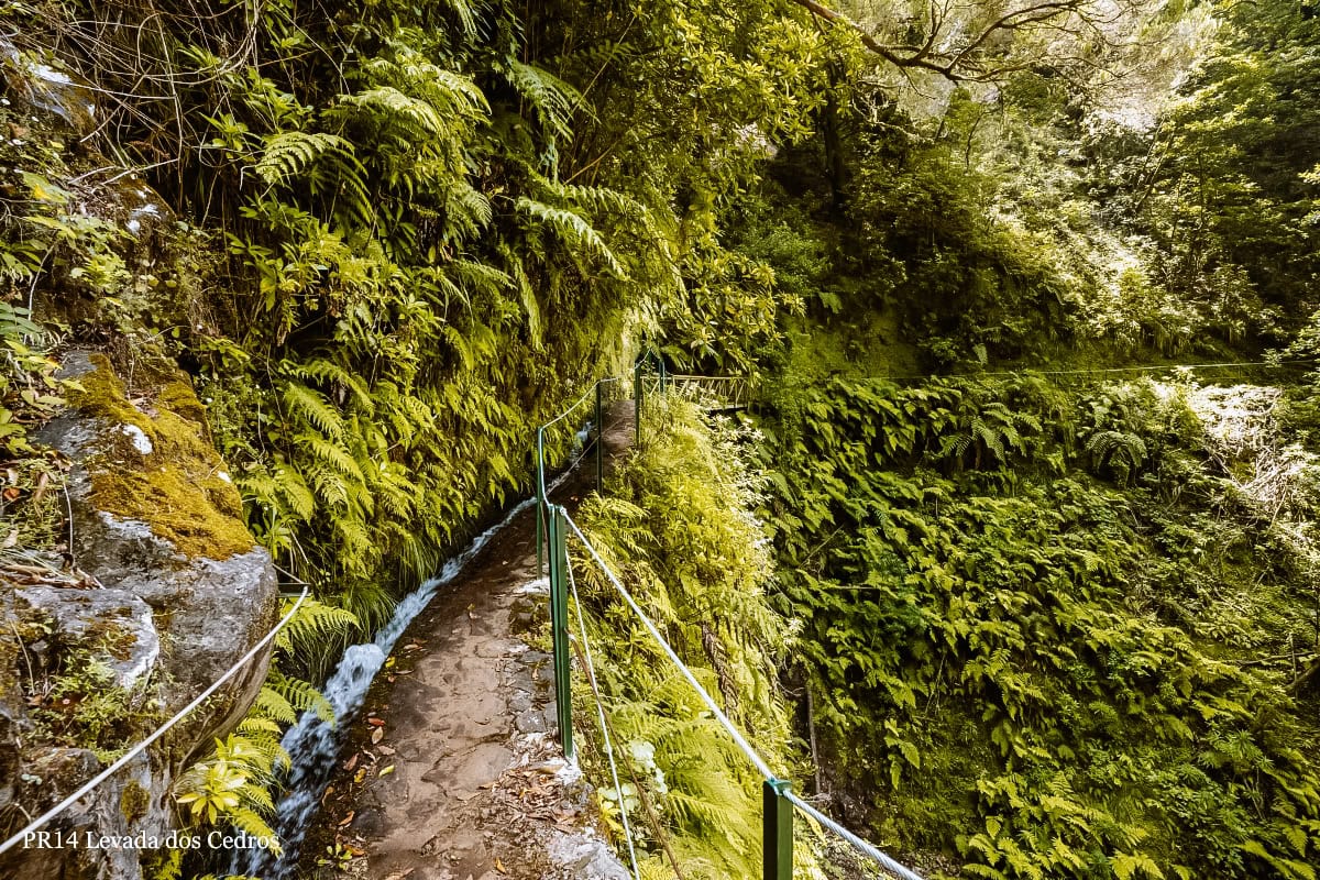 levada dos cedros madeira