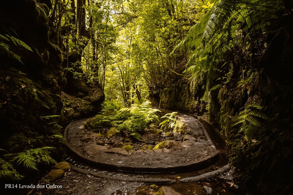 levada dos cedros madeira