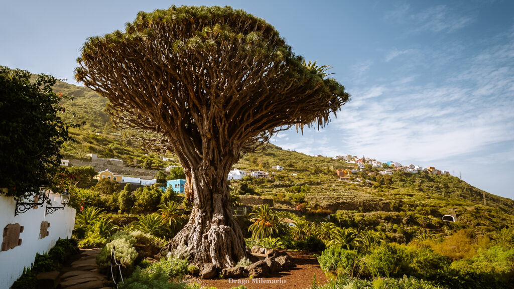 tenerife cestovní průvodce / jak navštívit Tenerife