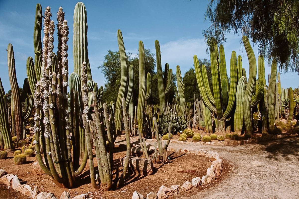 Botanicactus Mallorca co navštívit