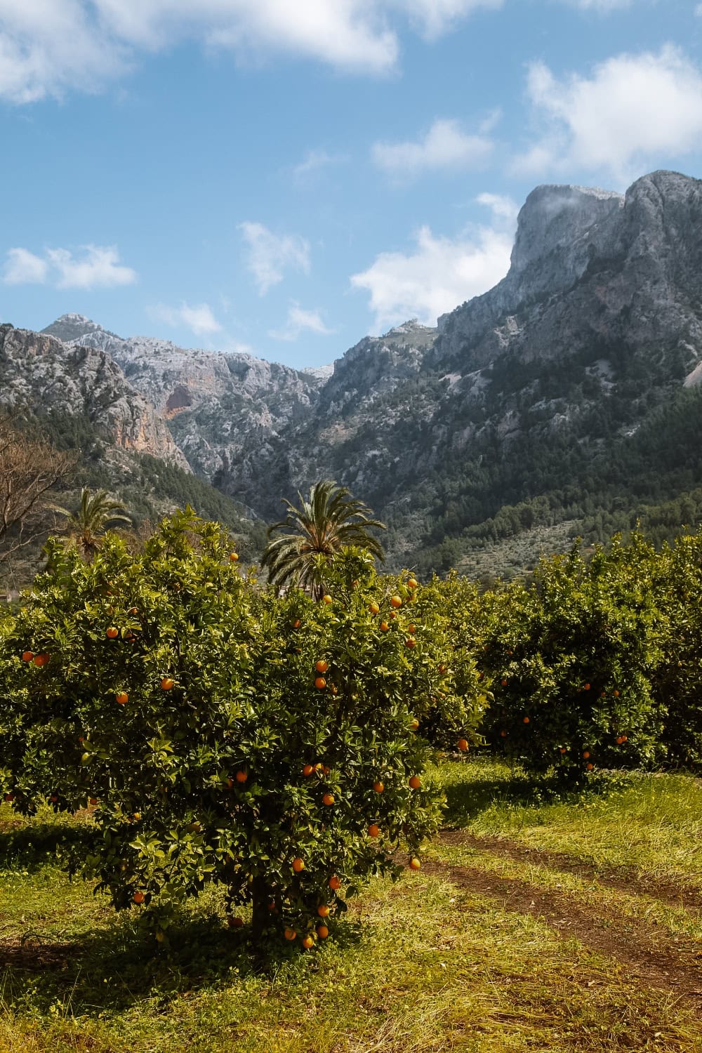 Sollér citronová farma co navštívit na Mallorce