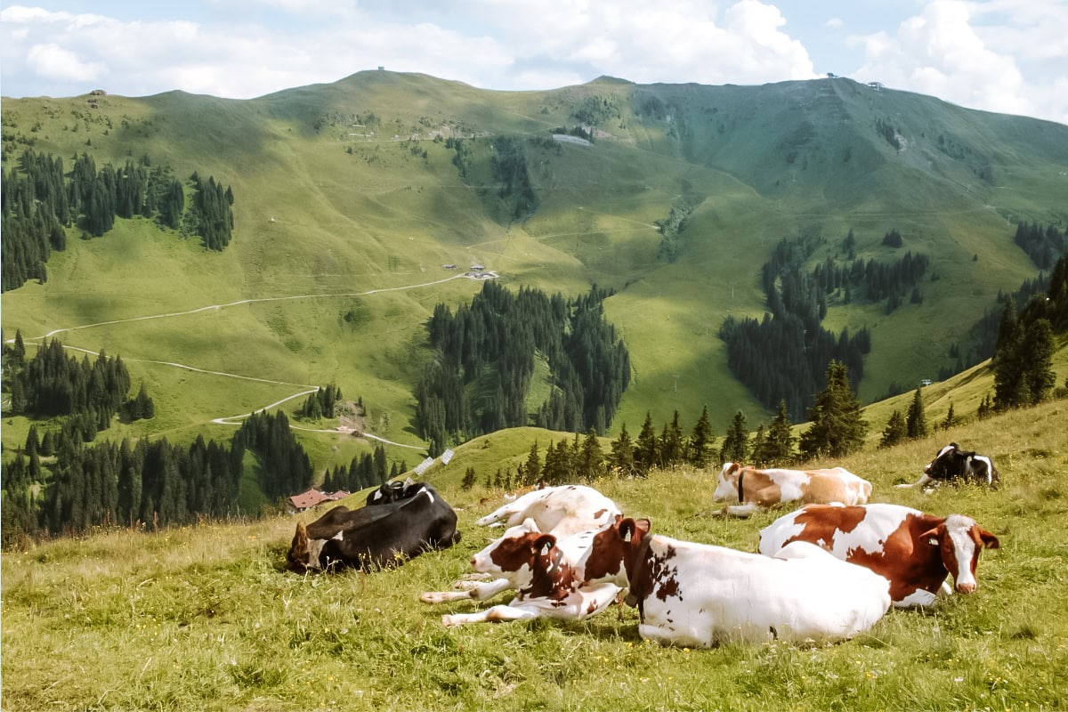 Hahnenkamm Kitzbühel Alps