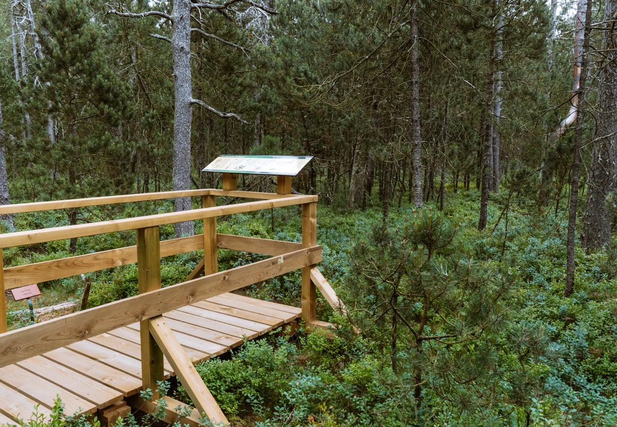 Přírodní rezervace Podkovák Český les