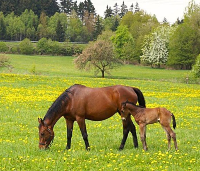 ubytování Slavkovský les