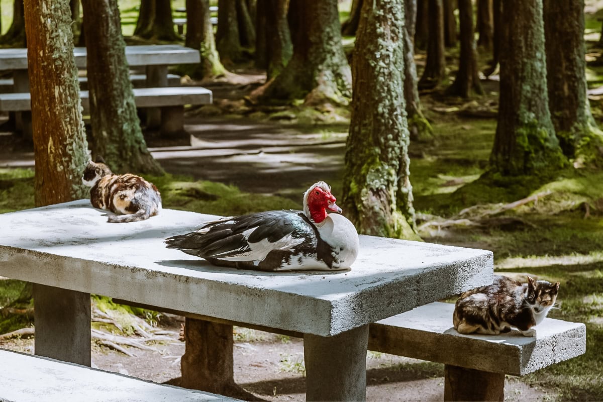 Okolí Lagoa das Furnas Okolí Lagoa das Furnas
