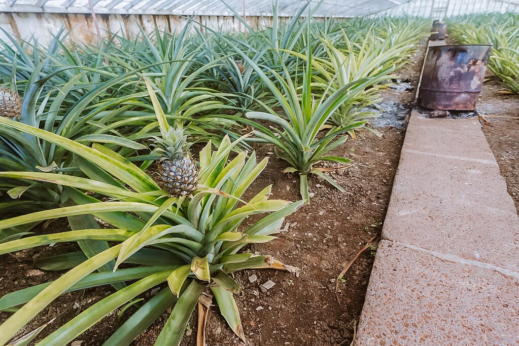 1200 x 800 - 1 ananasové plantáže na Sao Miguel