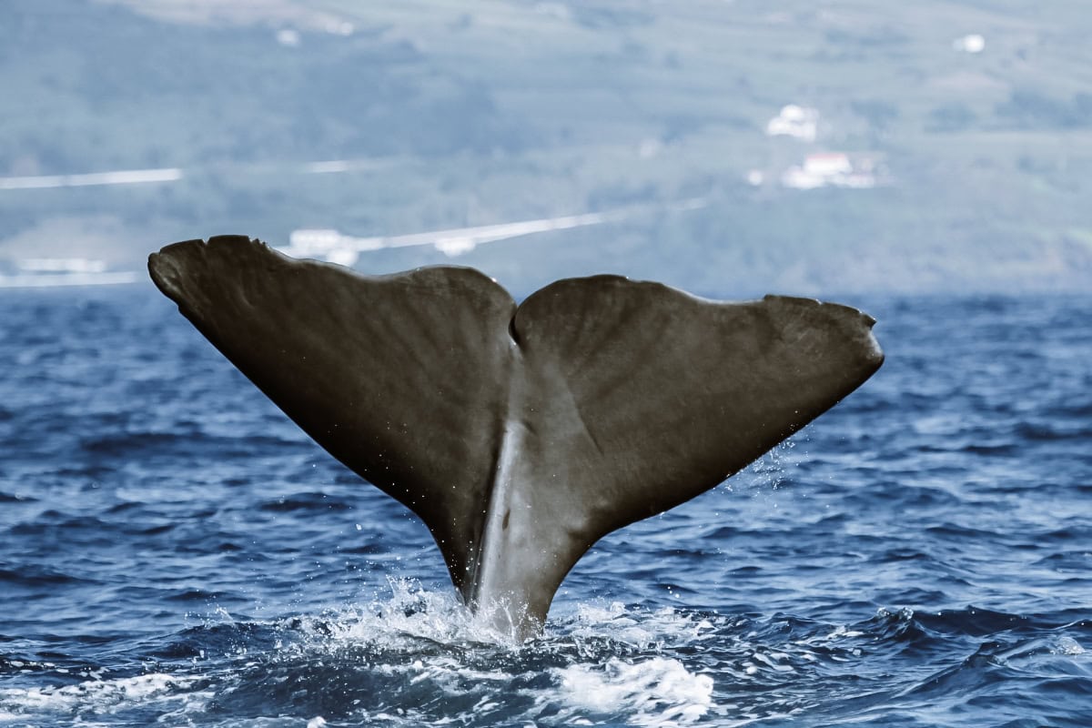 Pozorování velryb na Sao Miguel (Azory)
