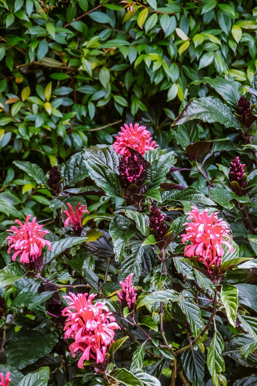 co navštívit na São Miguel