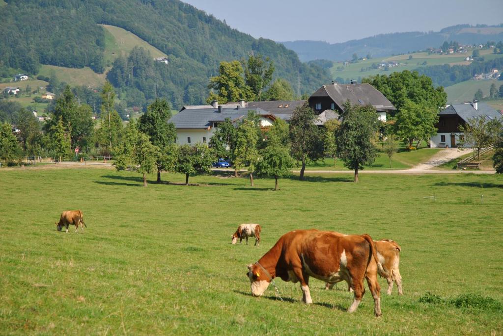 Ubytování u jezera Traunsee