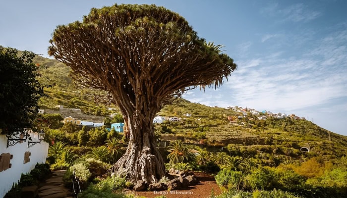 Tenerife