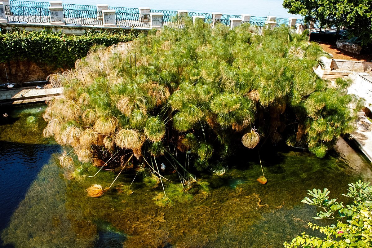 Fonte Aretusa